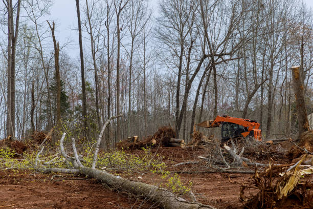 How Our Tree Care Process Works  in  Benld, IL