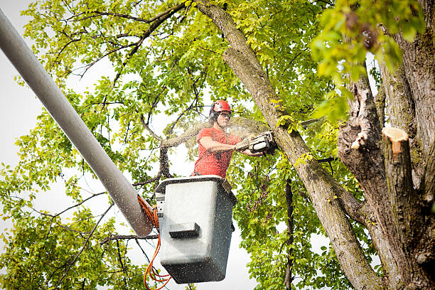 Tree and Shrub Care in Benld, IL